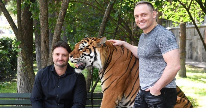 У братьев Запашных умер их любимый тигр Рикки