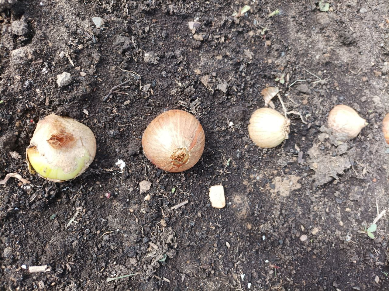 Можно ли сажать лук после лука