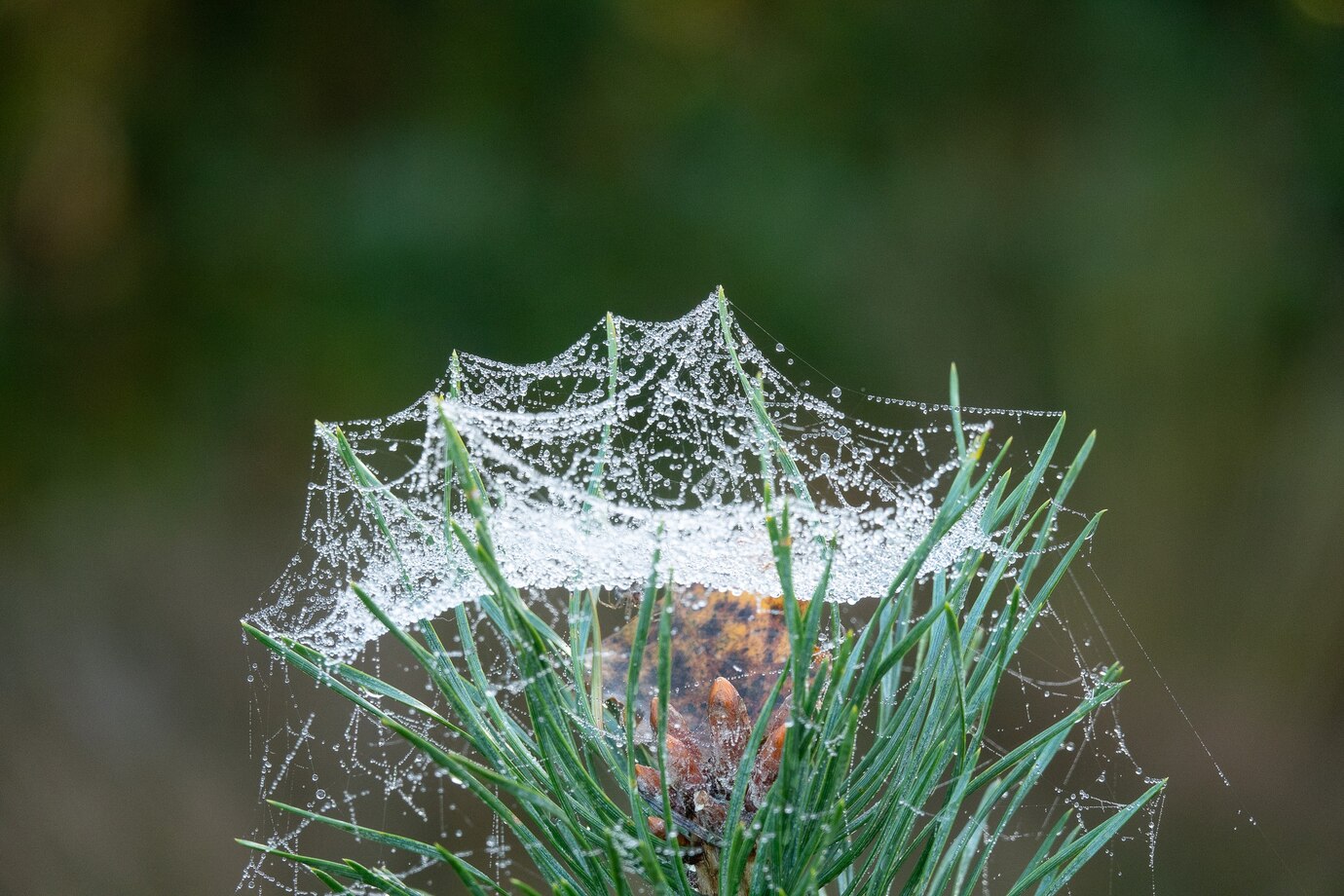 паутина растение паук паутинный клещ