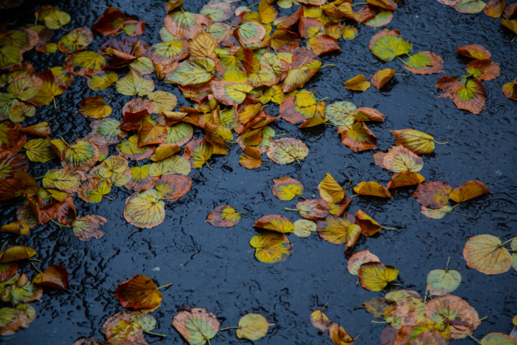 С Мити Фомина через суд требуют взыскать 550 тысяч рублей за нарушение прав