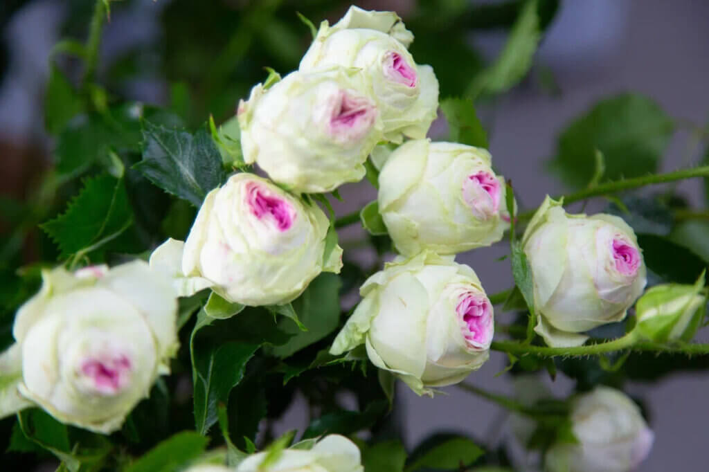 В Москве в октябре состоится фестиваль африканской культуры и кино