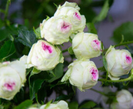 Марго Робби похудела и кардинально сменила имидж