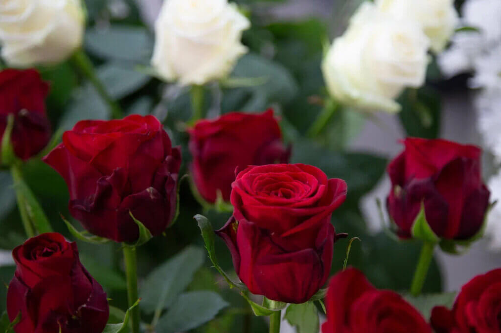 Алла Пугачева дала концерт за гонорар в два раза меньше прежнего