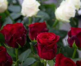 Инсайдер заявил о воссоединении Ирины Шейк с экс-бойфрендом Томом Брэди