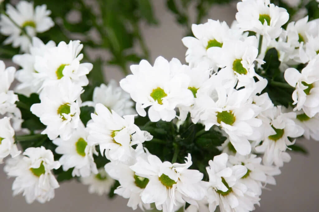 Александра Пахмутова напишет новые песни на неопубликованные стихи мужа