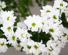 Дизайнер Виктория Бекхэм испортила свадьбу своему сыну