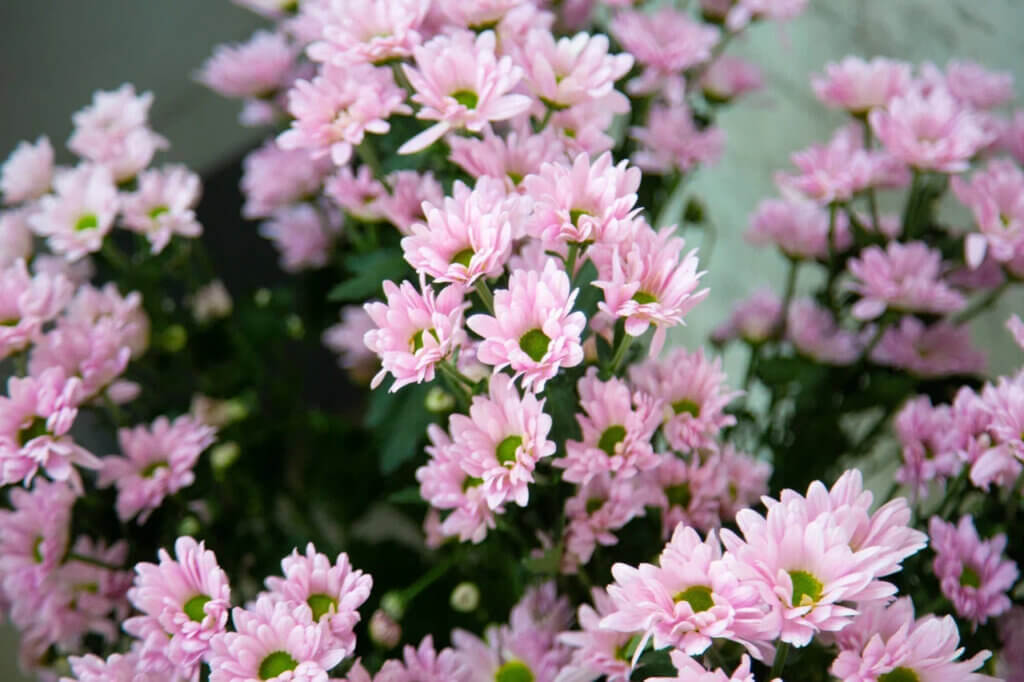 Актриса Муцениеце готовится к родам в санатории на берегу Финского залива