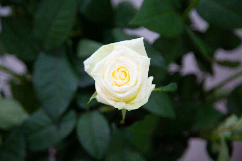 Кейт Миддлтон впервые надела самую крупную в истории тиару королевы Виктории