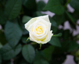 Кейт Миддлтон впервые надела самую крупную в истории тиару королевы Виктории