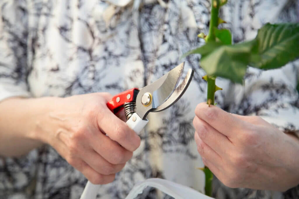 Жена Карла III Камилла считает, что Меган Маркл промыла мозги принцу Гарри