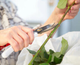 Анфиса Чехова призналась, что стала женой актера Александра Златопольского