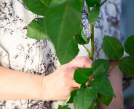 Тайная дочь Фредди Меркьюри скончалась в 48 лет от редкой болезни