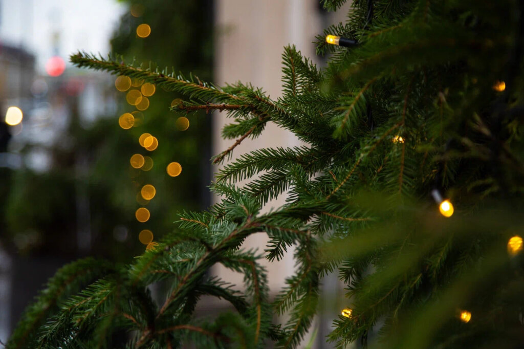 67-летняя Мадонна устроила горячую фотосессию у елки со своим бойфрендом