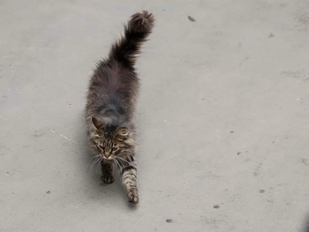 В Японии состоялись похороны кошки, которая 10 лет работала смотрителем станции