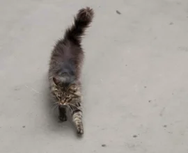 В Японии состоялись похороны кошки, которая 10 лет работала смотрителем станции