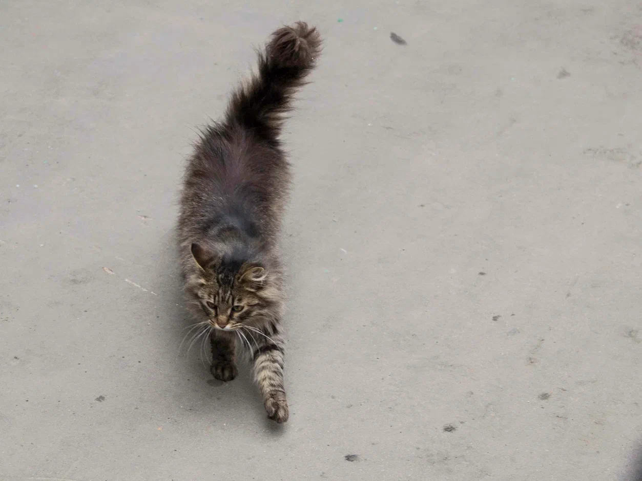 В Японии состоялись похороны кошки, которая 10 лет работала смотрителем станции