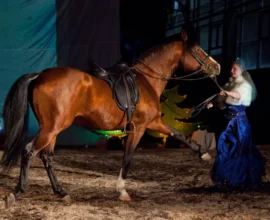 Скачки в Челтнеме переименуют в честь принцессы Анны за вклад в конный спорт