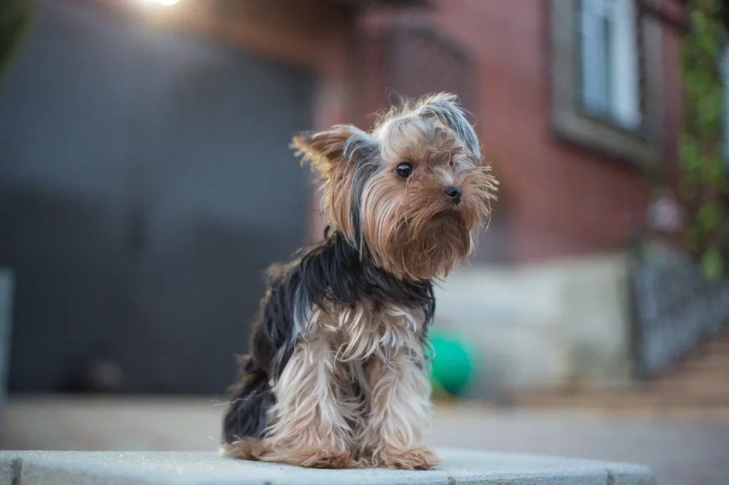 68-летняя Шэрон Стоун показала редкое фото младшего приёмного сына с собакой
