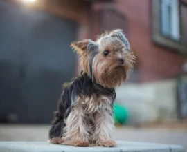 68-летняя Шэрон Стоун показала редкое фото младшего приёмного сына с собакой