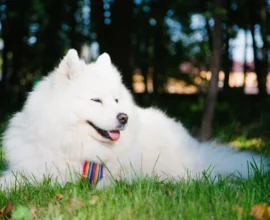 Daily Mail: пара в Великобритании отменила свадьбу ради лечения собаки